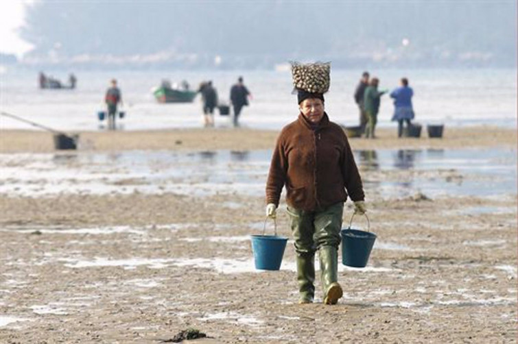 La almeja que se vende en Galicia ya no es gallega: así sustituyó la japónica a la babosa en 25 años