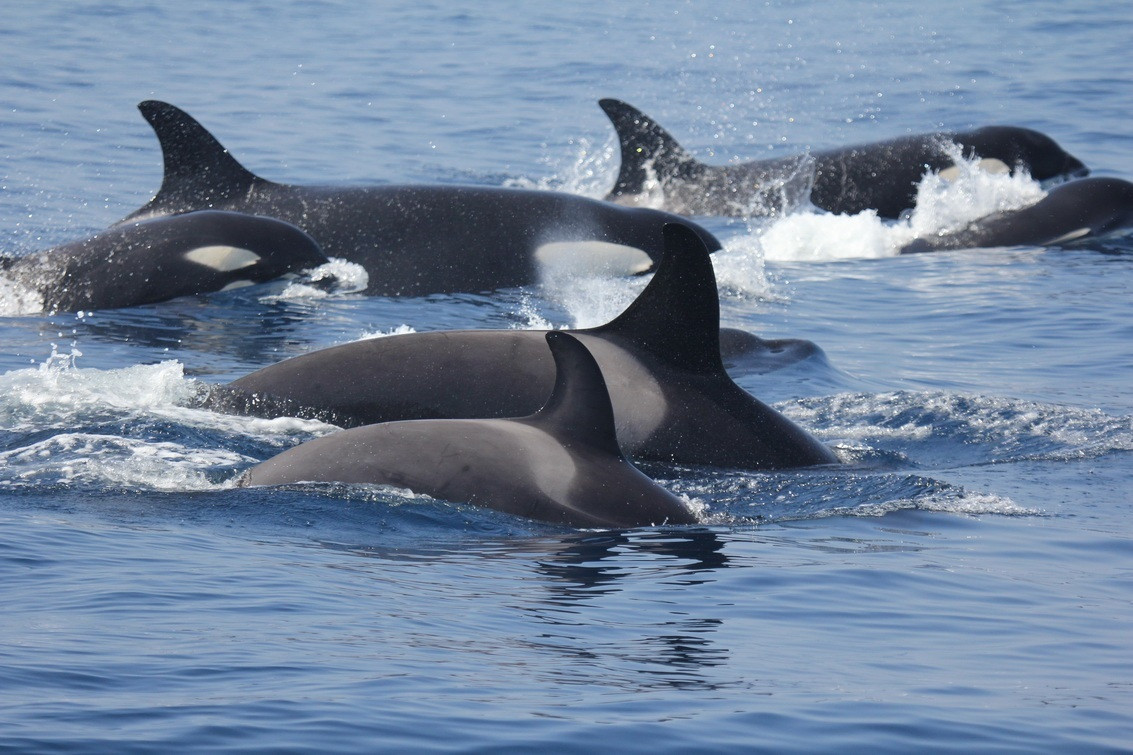 Orcas en una imagen de archivo de EP