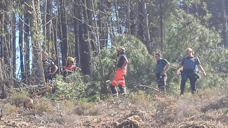 Muere un trabajador forestal en Augas Mestas (Quiroga, Lugo) tras caerle un árbol encima