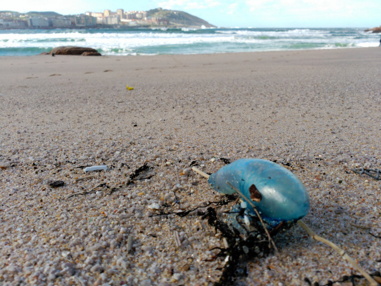 Así es la Velella velella, la medusa que ha llegado hoy a la playa del Orzán, en A Coruña