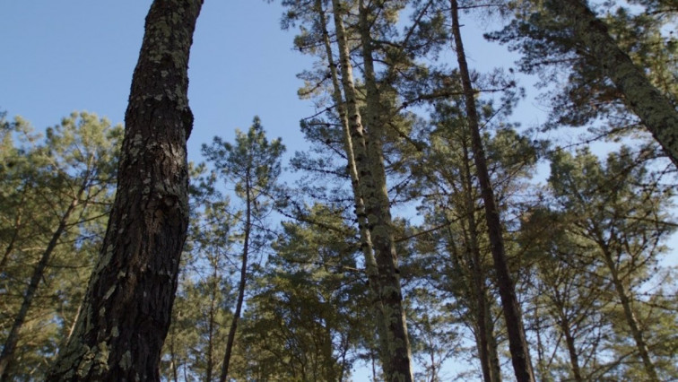 El 'Bosque Fundación' de Naturgy busca revitalizar 7 hectáreas de terreno quemado