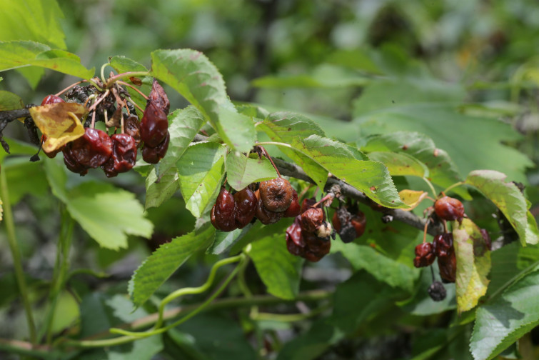 Las tormentas de las últimas semanas echan por tierra gran parte de la producción de cereza gallega