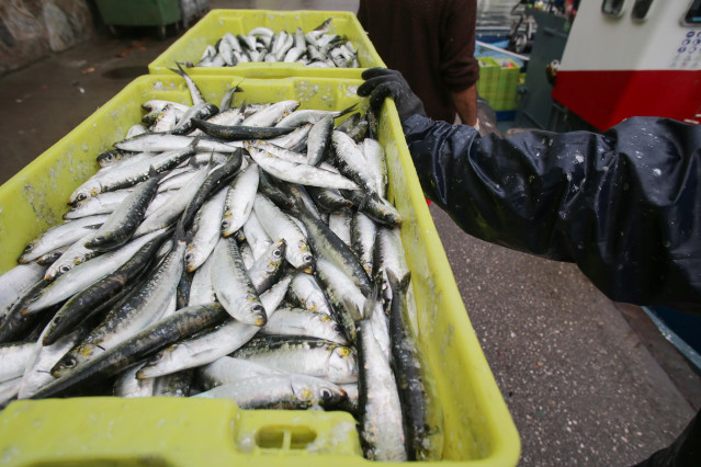 Cajas de sardinas a su llegada al puerto de Burela, a 22 de junio de 2023, en Burela, Lugo, Galicia (España). Los próximos 23 y 24 de junio se celebra en Burela la X Festa Castrexa, organizada por la Asociación Burela Castrexa. El 23 tiene lugar el San Xo