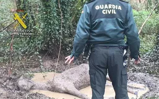 Arrestados dos sospechosos de cortarle los testículos a un caballo y apalizar a su dueño