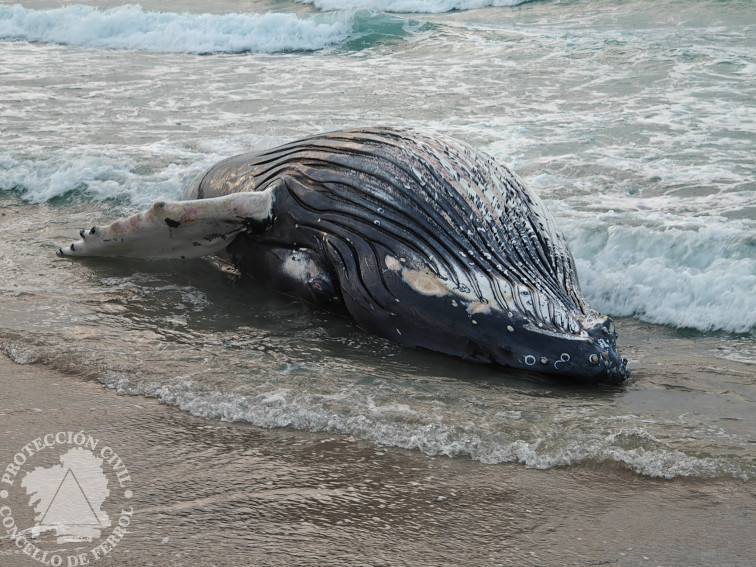 Aparece una ballena jorobada de 10 metros y 8 toneladas en la playa de Marmadeiro, Ferrol