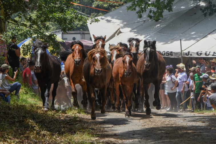 La Rapa das Bestas vuelve a Sabucedo acompañada de una demanda ambiental