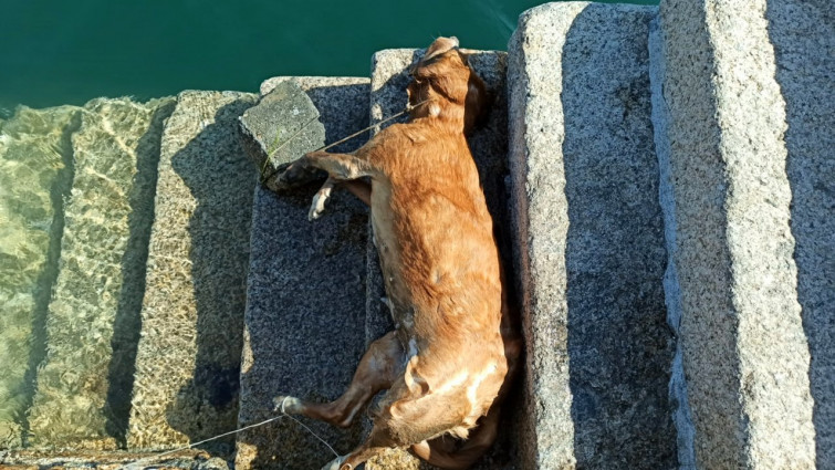 Buscan al responsable de tirar a un perro al mar en O Grove con una piedra atada al cuello