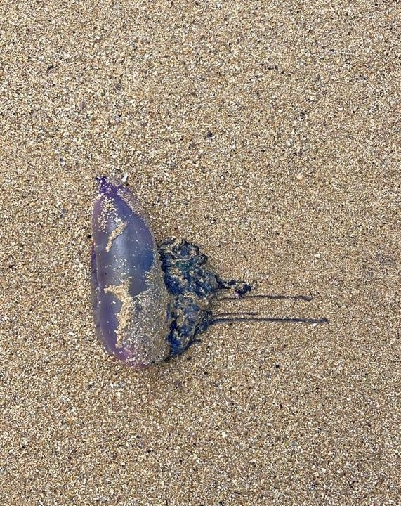 Socorristas de Ferrol alertan de la presencia de medusas velero en varios arenales de la ciudad