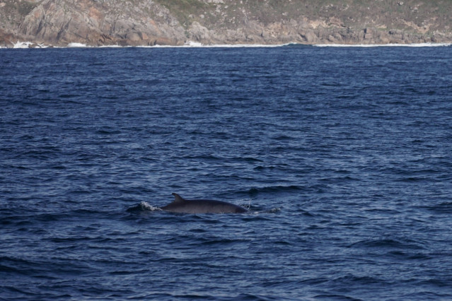 Avistamiento de ballenas