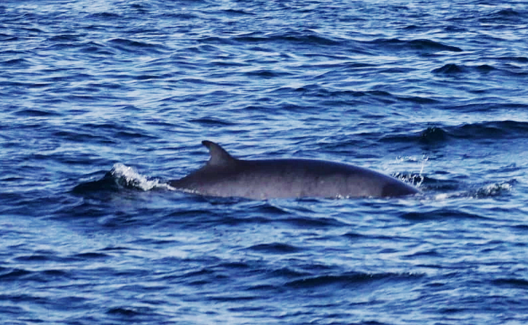 Ballenas avistadas  desde uno de los barcos que une Sanxenxo con las Islas Cíes y la Isla de Ons