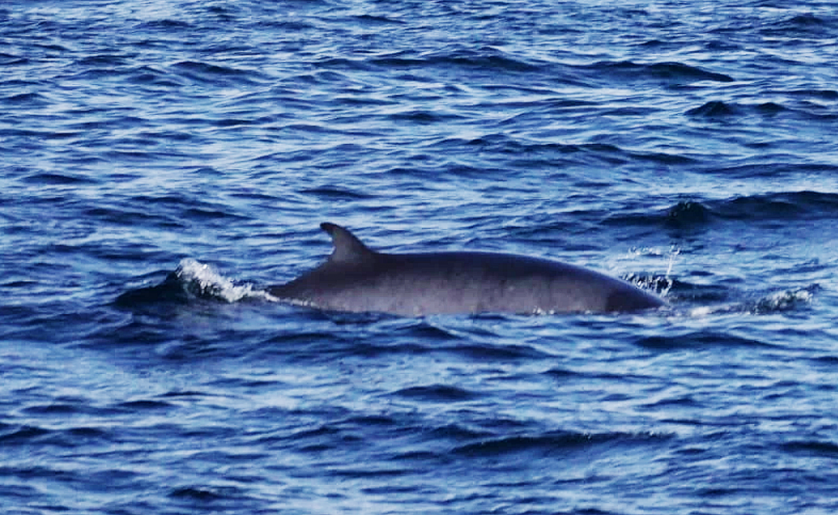 Ballenas avistadas en A Costa da Vela en O Morrazo