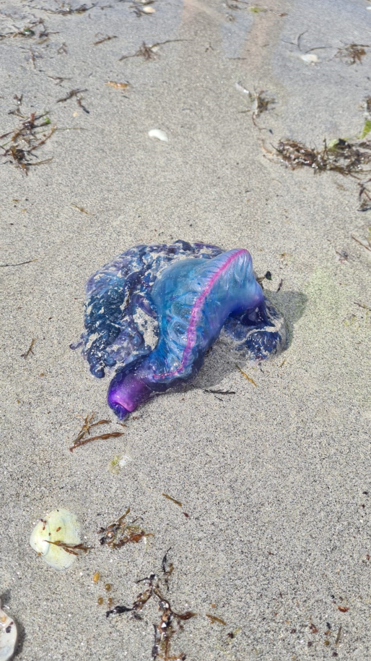 Alerta por ejemplares de la venenosa carabela portuguesa en playas de Vigo y O Grove