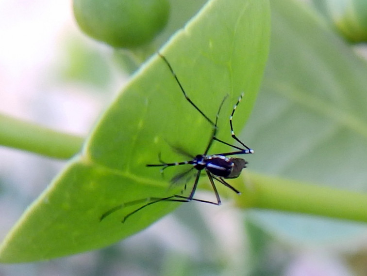 El 'mosquito tigre' llega a Galicia aumentando el riesgo de transmisión del dengue y otras enfermedades