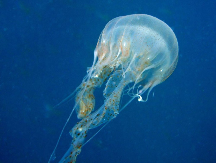 Así hay que actuar y tratar si nos pica una medusa en el mar, según expertos de Quirónsalud