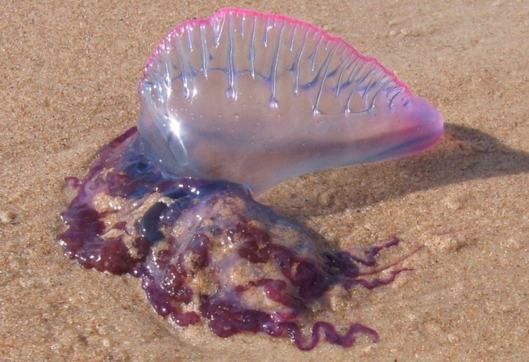 Dos playas de Cervo, en A Mariña lucense, cerradas al baño por la carabela portuguesa