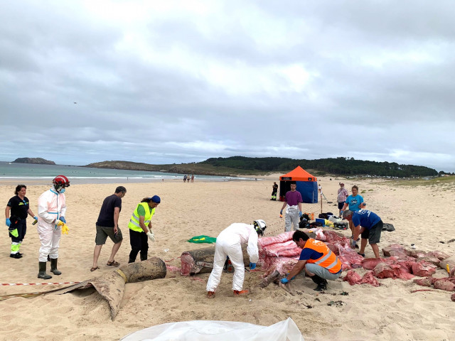 Trabajos de despiece del cuerpo del tiburón peregrino aparecido en la playa de Doniños, en Ferrol.