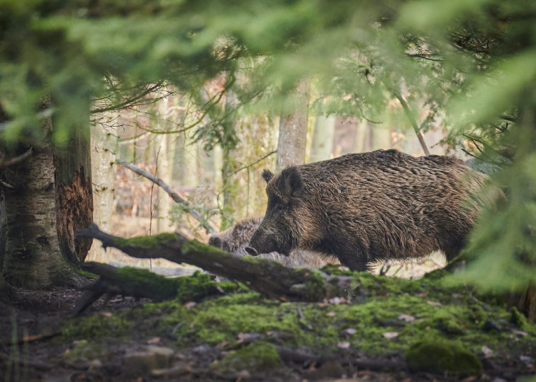 ¿Es la emergencia cinegética la respuesta a la plaga de jabalís? Animalistas creen que no y piden parar las batidas