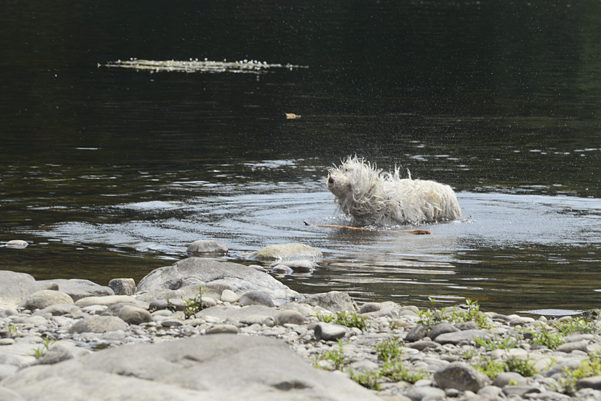 Archivo - Un perro se refresca en el agua durante un día de la segunda ola de calor de verano en España, a 14 de julio de 2022, en xxx, Ourense, Galicia (España). La Dirección Xeral de Emerxencias