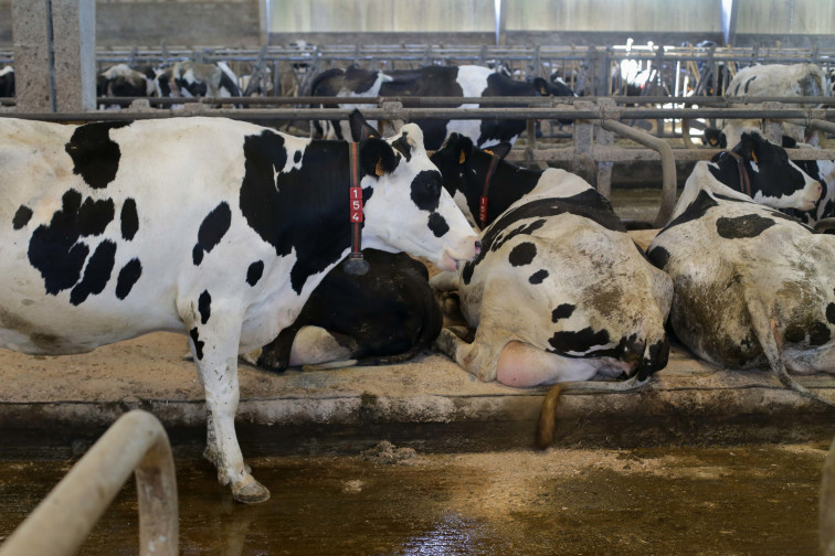 Ganaderos denuncian los problemas para vacunar a sus vacas contra la lengua azul pese a la gratuidad de las vacunas