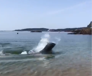 (VÍDEO) ¿Está Manoliño de visita en las Rías Baixas? El delfín más famoso de Galicia sorprende a los bañistas con sus cabriolas