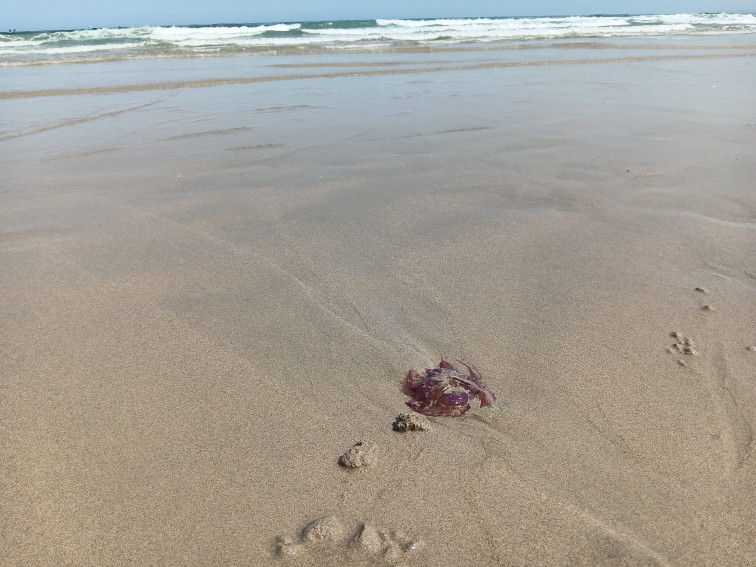 Las medusas colonizan las playas de Carballo y Malpica y obliga a los socorristas a retirarlas