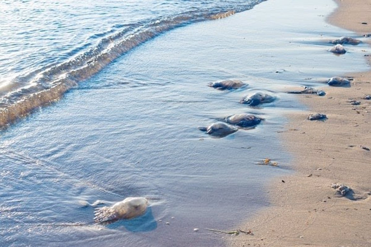 Medusas playa