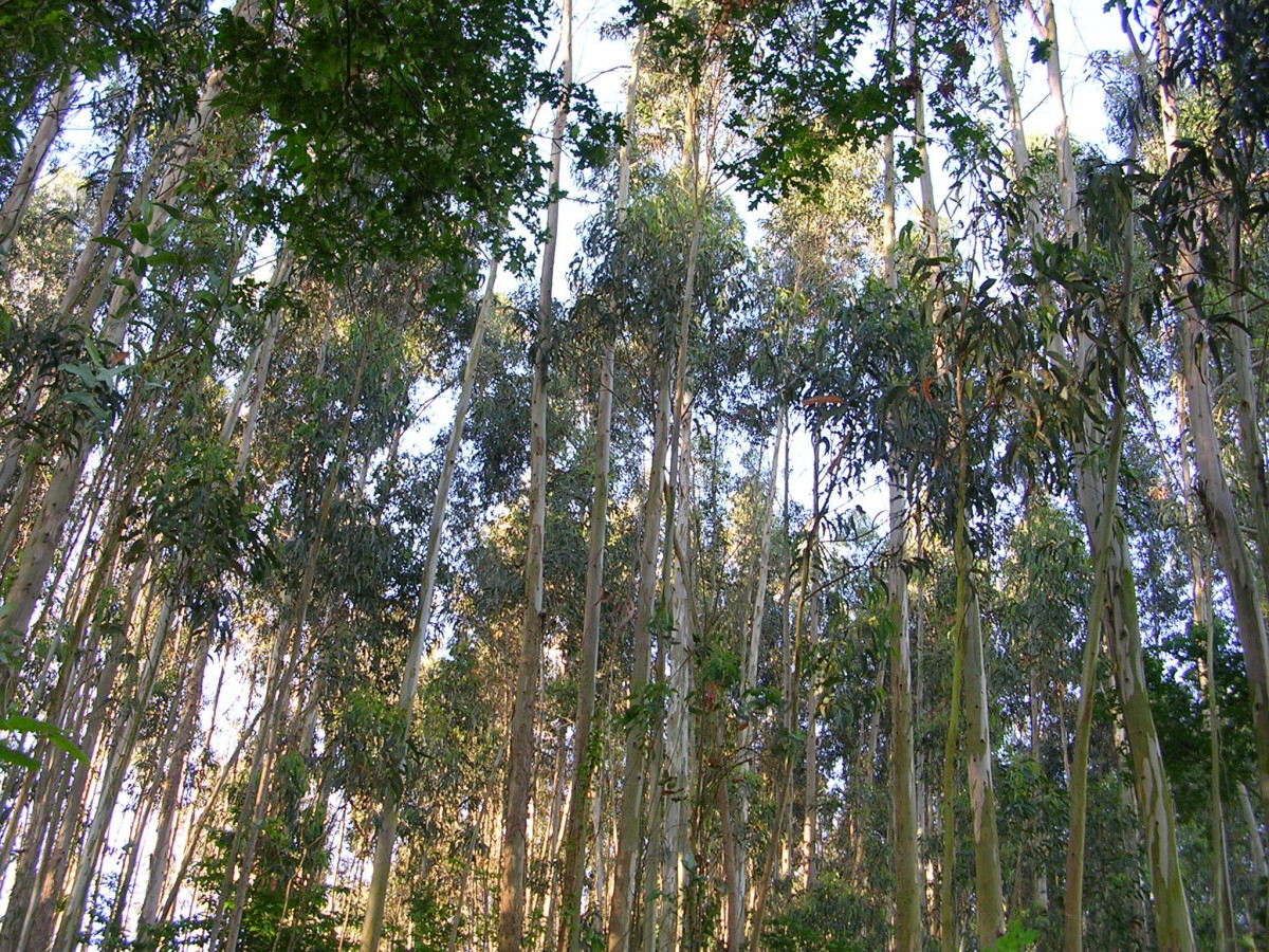 Archivo - Bosque de eucaliptos