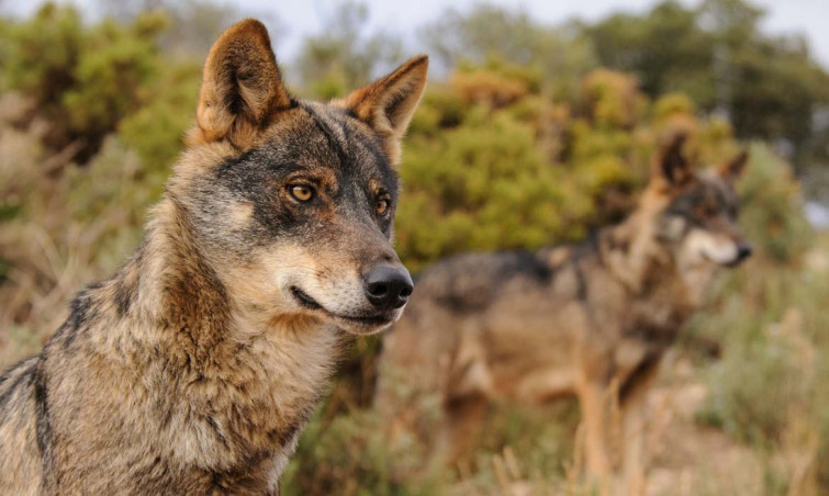 El PPdeG valora positivamente que la UE se muestre abierta a reducir la protección del lobo