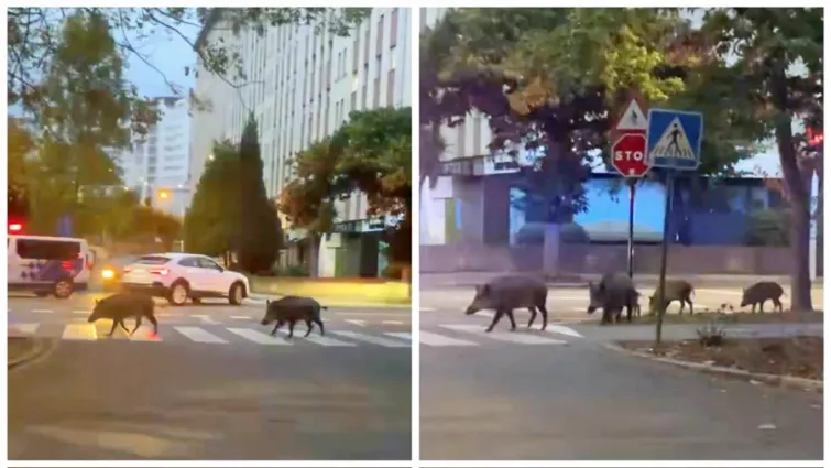 Jabalíes, otra vez, en pleno centro de A Coruña (vídeos)