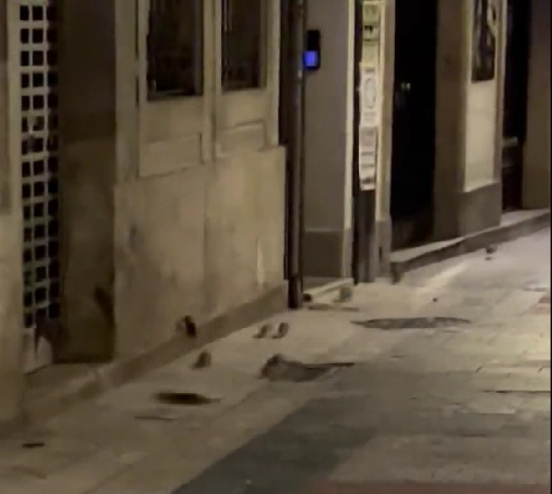 (VÍDEO) Decenas de ratas corren de madrugada por la calle Galera de A Coruña