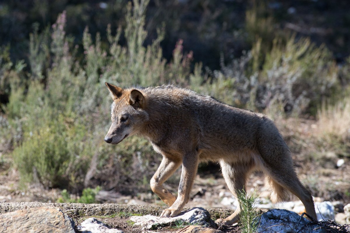 Archivo - Un lobo ibérico.