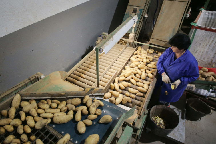 La cosecha de la patata se retrasa por la lluvia y la demanda exterior mantiene el precio entre 0,40 y 0,60 €/kg