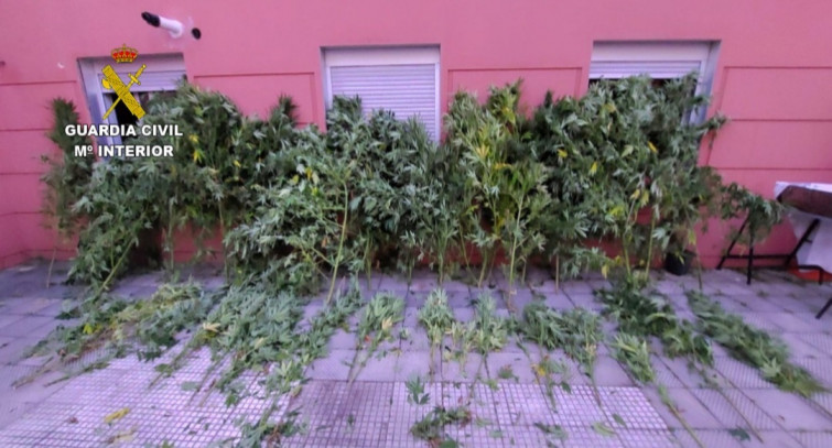 La Guardia Civil interviene más de una treintena de palantas de marihuana a un vecino de Cangas de 29 años