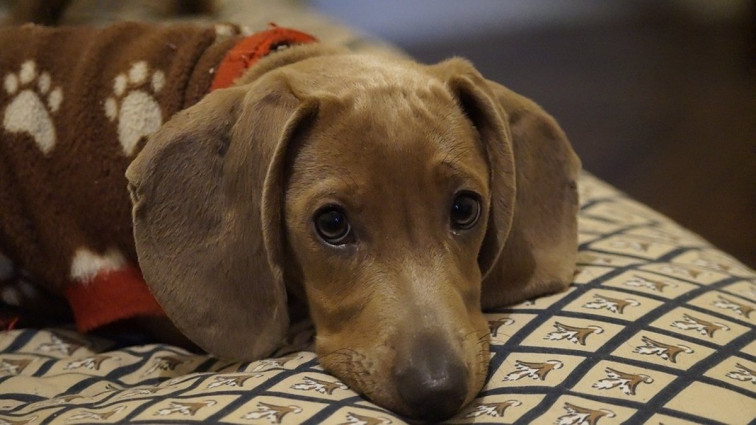 Ley de Bienestar Animal: así cambia la vida de nuestras mascotas a partir de este viernes