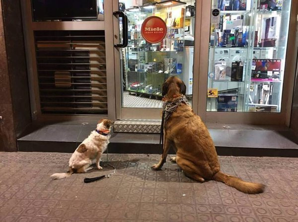 500 euros de multa para una viguesa que dejó atado a su perro a la puerta de una farmacia