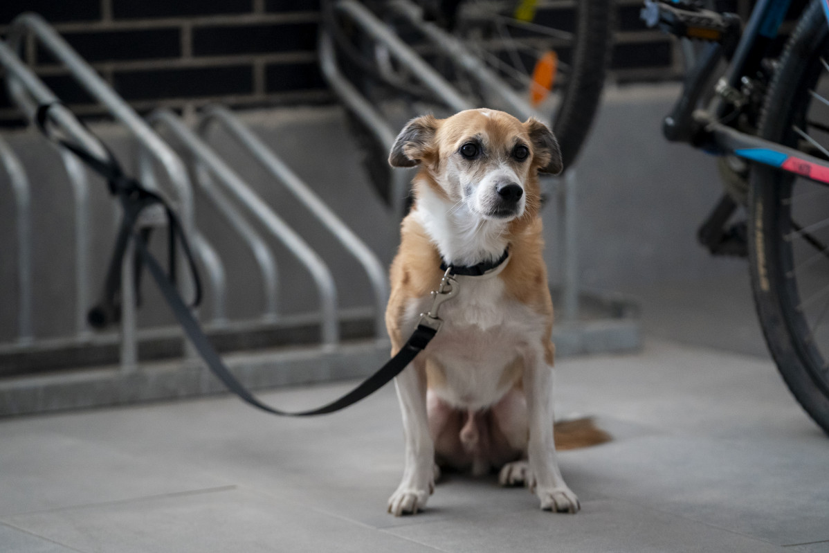 Un perro sentado en el suelo el día en el que entra en vigor la Ley del Bienestar Animal, a 29 de septiembre de 2023, en Madrid (España). Hoy entra en vigor la Ley de Bienestar Animal, que facilita 