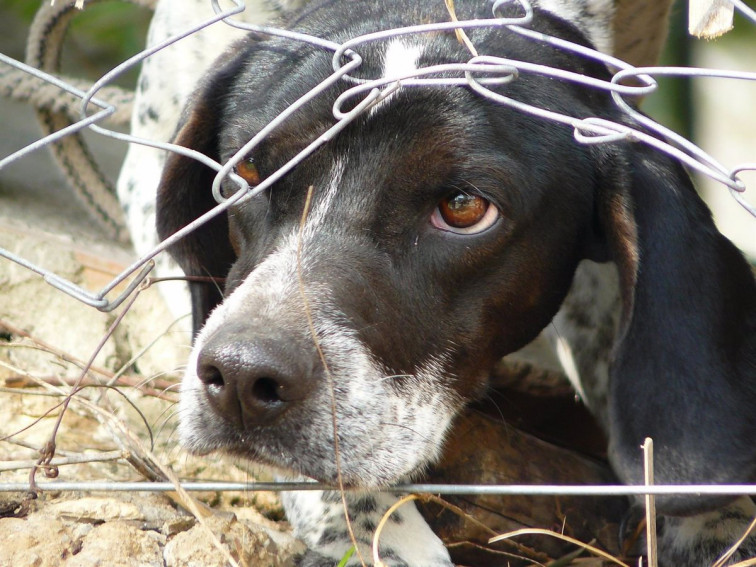 Investigan al propietario de un perro herido y atado por las patas y el cuello en O Saviñao