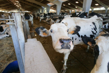 Archivo - Una vaca de una ganadería de lácteo en Sabadelle, a 7 de agosto de 2023, en Chantada, Lugo, Galicia (España). Ganaderos gallegos han denunciado en los últimos días 