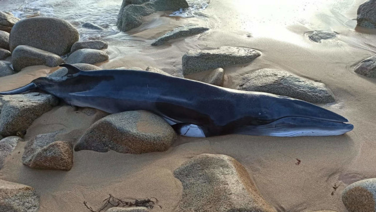 Encuentran una ballena aliblanca barada en la playa de Foxos, en Sanxenxo