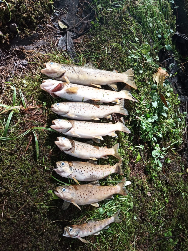 Truchas muertas en un tramo del río Xuvia a su paso por Narón y San Sadurniño (A Coruña)