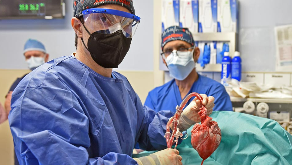 Primer transpante de un corazu00f3n de cerdo a un humano en una imagen de la Universidad de Maryland