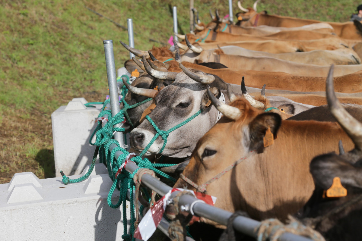 Archivo - Vacas durante la tercera edición de la Feria en Defensa del Ganado de Montaña, a 13 de mayo de 2023, en Cervantes, Lugo, Galicia (España). La Feira en Defensa do Gandeiro da Montaña reú