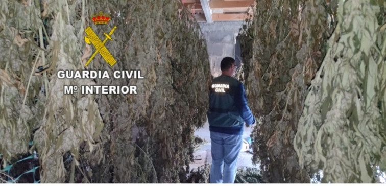 ¿Cáñamo industrial o megaplantación de marihuana? Dos detenidos y registros en Lalín y Silleda