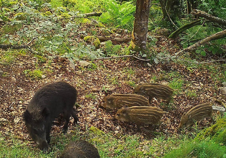 Animalistas censuran el sacrificio de los jabalíes atrapados en lugar de 