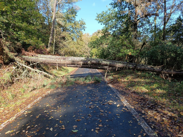 Un árbol caído sobre una carretera provincial de Ourense durante el temporal.