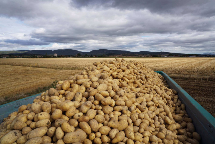 Dos investigados por el robo de dos toneladas de patatas en Sandiás