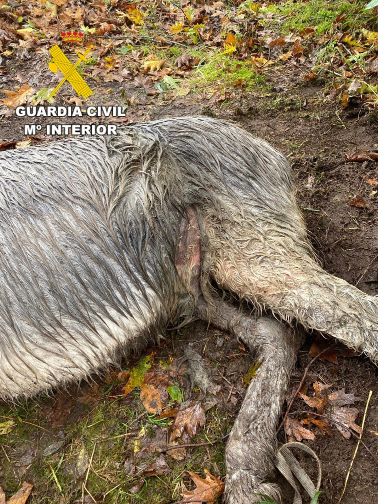 Aumenta el maltrato y el abandono animal en Galicia por falta de políticas preventivas, alerta ONG