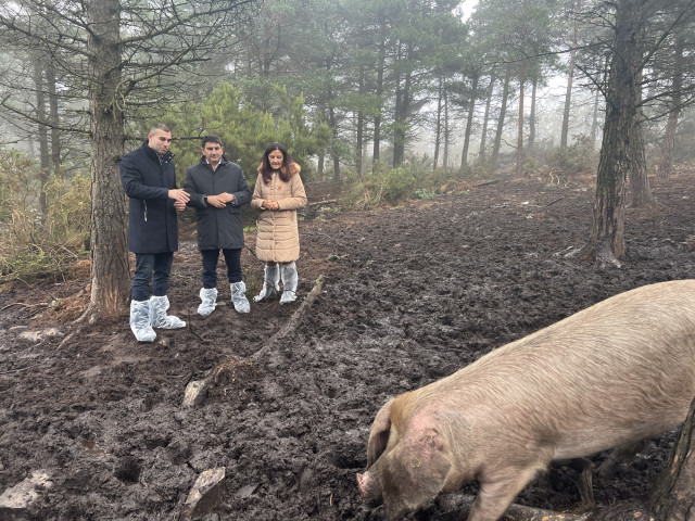 El delegado del Gobierno en Galicia, Pedro Blanco, visita una granja de 'porco celta' en la Ribeira de Piquín (Lugo), a 20 de noviembre de 2023.