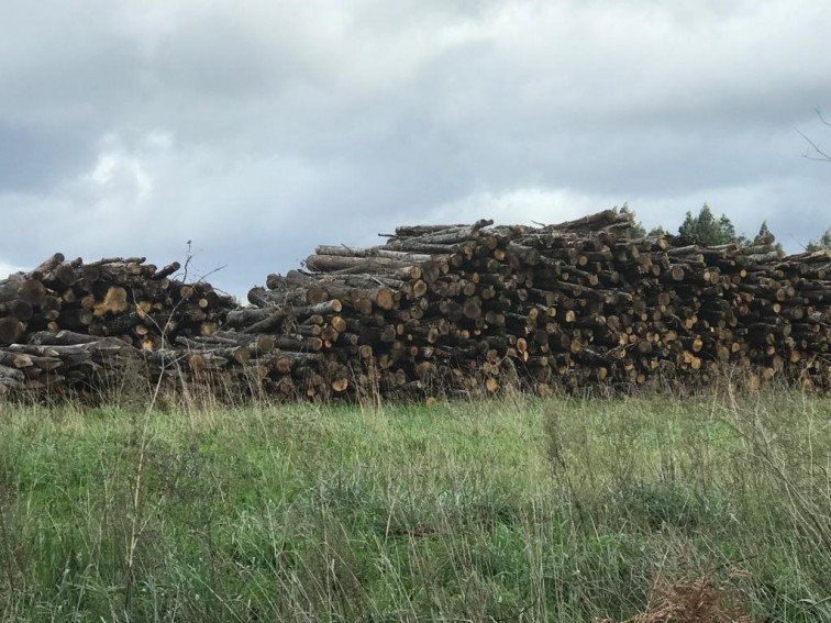 Investigado el gerente de una empresa maderera de Lugo por hurtar 250 toneladas de pino