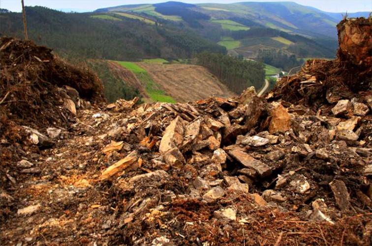 ​El sector maderero rechaza las limitaciones a la expansión del eucalipto en Galicia